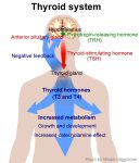 P01 - Glanda tiroida-hormoni-tiroidieni